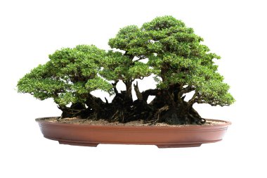 Beyaz arka planda seramik bir tencerede, kırpma yolu olan küçük bir bonsai ağacı. 