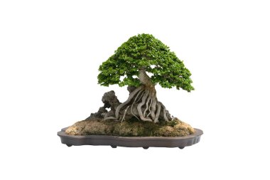 Beyaz arka planda seramik bir tencerede, kırpma yolu olan küçük bir bonsai ağacı. 