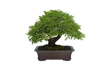 Beyaz arka planda seramik bir tencerede, kırpma yolu olan küçük bir bonsai ağacı. 