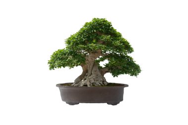 Beyaz arka planda seramik bir tencerede, kırpma yolu olan küçük bir bonsai ağacı. 