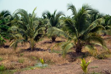 Hindistan cevizi çiftliği, Hindistan cevizi fidanı, Hindistan cevizi ağacı Tayland 'da..