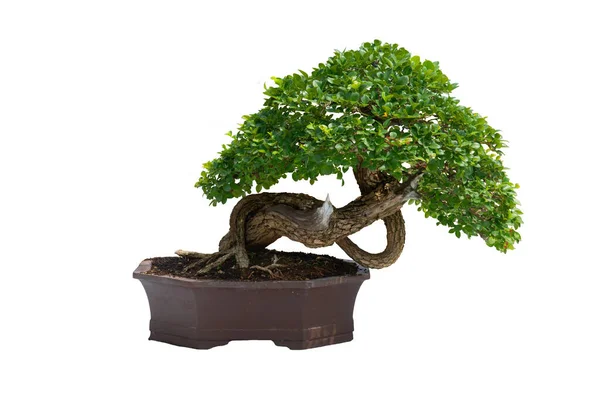 Egy Kis Bonsai Egy Kerámia Edény Fehér Háttér Nyírás Útvonal — Stock Fotó