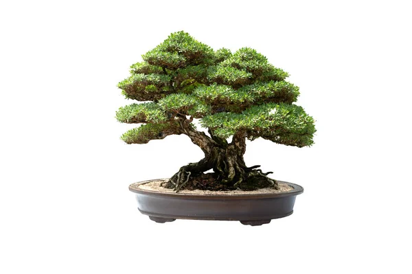 Beyaz arka planda seramik bir tencerede, kırpma yolu olan küçük bir bonsai ağacı. 