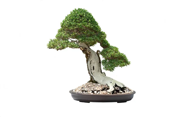 Egy Kis Bonsai Egy Kerámia Edény Fehér Háttér Nyírás Útvonal — Stock Fotó