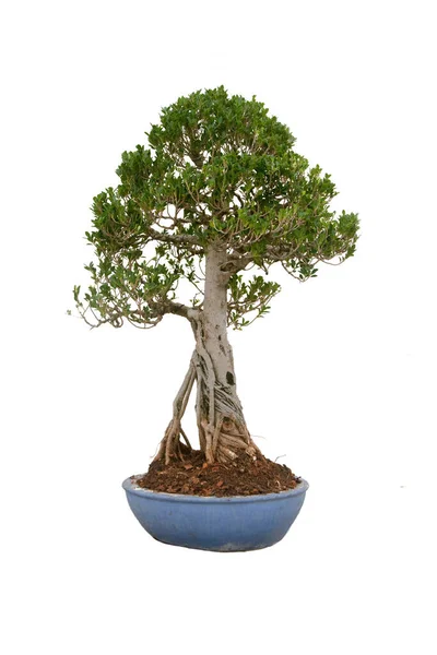 Egy Kis Bonsai Egy Kerámia Edény Fehér Háttér Nyírás Útvonal — Stock Fotó