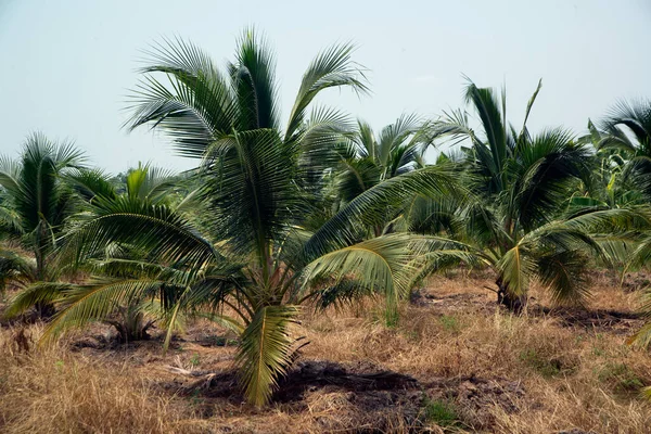 Kokosodling Plantage Kokos Kokosplam Träd Thailand — Stockfoto