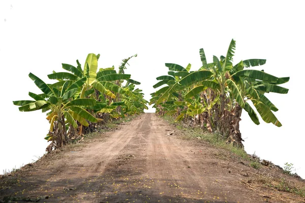 バナナの木の多くの葉 クリッピングパスと白の背景にバナナをプランテーションのための自然農場で緑鮮やかなバナナの木 — ストック写真