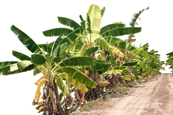 バナナの木の多くの葉 クリッピングパスと白の背景にバナナをプランテーションのための自然農場で緑鮮やかなバナナの木 — ストック写真