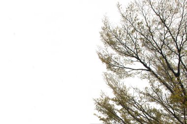 Yeşil yapraklar için beyaz izole zemin üzerinde dalları olan tropikal ağaç yaprakları kırpma yolu ile kesme arkaplanı.