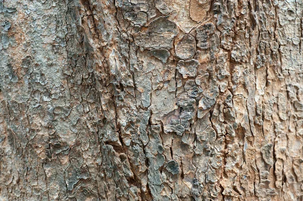 Sfondo Texture Legno Naturale Macro Primo Piano Corteccia Albero Invecchiata — Foto Stock