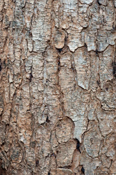 Természetes Textúra Háttér Öreg Fakéregből Készült Makró Absztrakt Természet Háttér — Stock Fotó