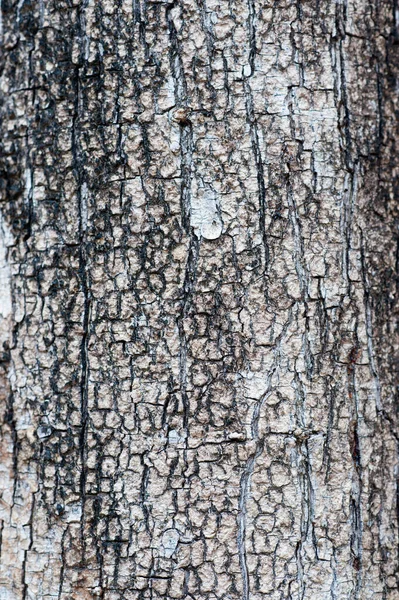 Fondo Textura Madera Natural Primer Plano Macro Corteza Árbol Viejo —  Fotos de Stock