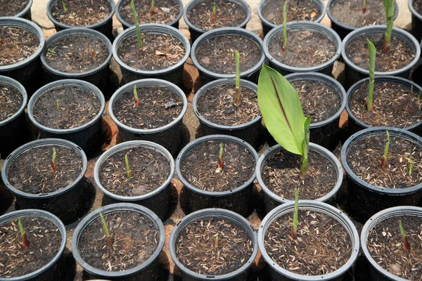 Semis Extérieurs Tulipes Siam Dans Des Pots Cultivés Dans Parc — Photo