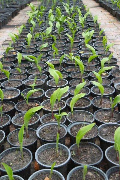 Siam Tulip Exterior Plántulas Macetas Cultivadas Parque —  Fotos de Stock