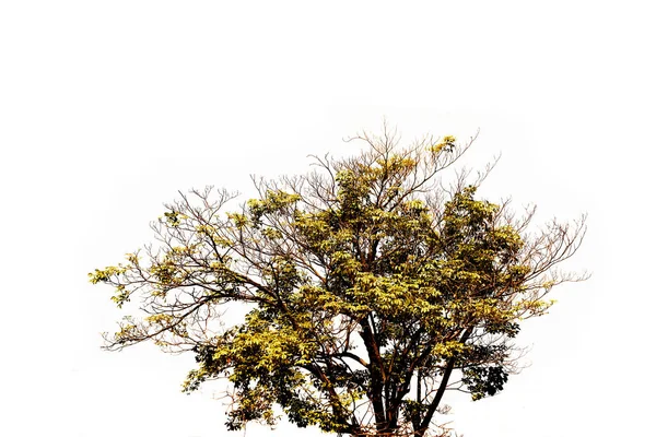 Тропические Листья Деревьев Ветвями Белом Изолированном Фоне Зеленого Фона Листвы — стоковое фото