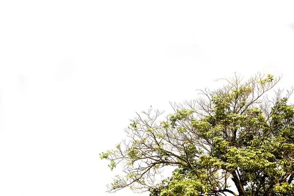 Tropische Boombladeren Met Takken Witte Geïsoleerde Achtergrond Voor Groen Gebladerte — Stockfoto