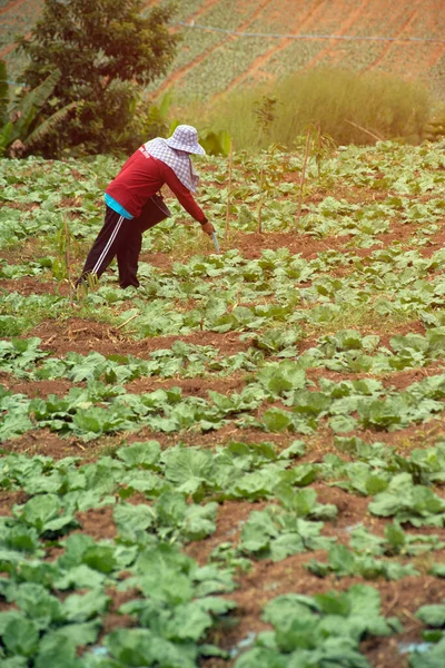 Asian Elderly Farmers male add pesticides and fertilizers to cabbage fields.