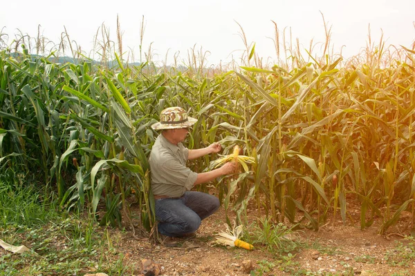 Der Asiatische Ältere Farmer Untersucht Mais Auf Dem Maiskolben Auf — Stockfoto