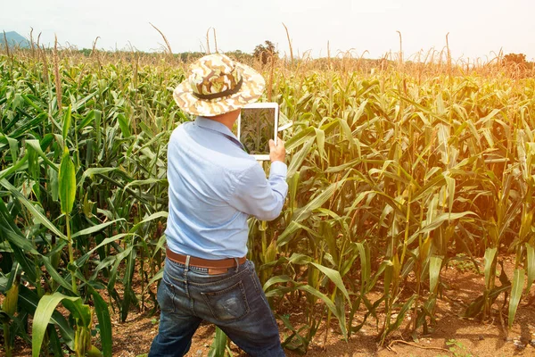 The Asian elder Farmers male examining corn on the cob in field. Adult Asian male agronomist is working in cultivated maize field.