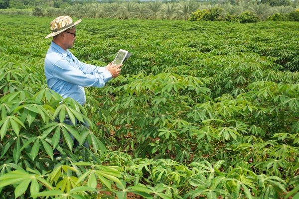 Asyalı Yaşlı Çiftçi Erkek Laboratuarda Detaylı Analiz Için Cassava Tarlalarının — Stok fotoğraf