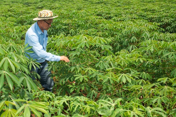 Asyalı Yaşlı Çiftçi Cassava Tarlalarındaki Verimi Kontrol Ediyor — Stok fotoğraf