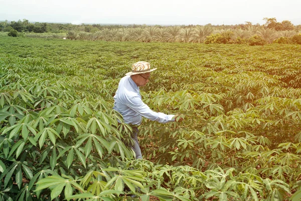 Asyalı Yaşlı Çiftçi Cassava Tarlalarındaki Verimi Kontrol Ediyor — Stok fotoğraf