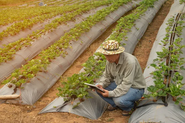 실험실에서 분석을 돌판을 사용하는 아시아의 농부들 — 스톡 사진