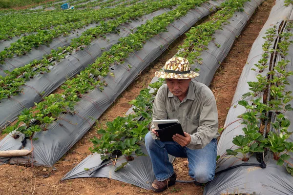 Asyalı Yaşlı Çiftçiler Laboratuarda Daha Fazla Analiz Için Stawberry Bitkilerinin — Stok fotoğraf