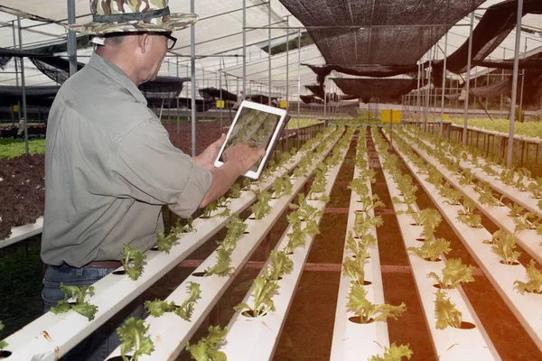 Asiatiska Bönderna Äldre Hane Som Använder Tablett Med Display Fotografering — Stockfoto