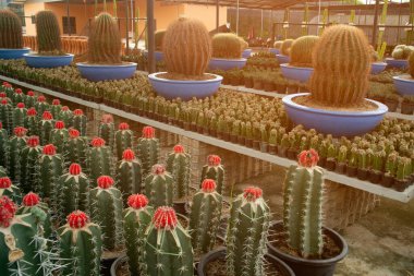 Kaktüs, farklı fidanlarda ve sulu sularda sulanır..