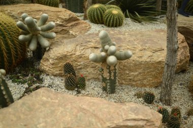 Kaktüs, farklı fidanlarda ve sulu sularda sulanır..