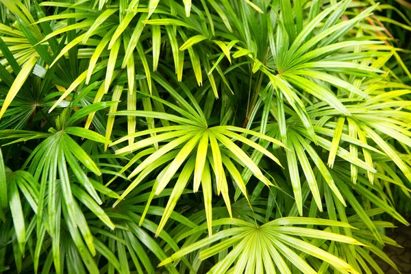 Achtergrond Van Tropische Palmbladeren Palmboom Uitzicht — Stockfoto