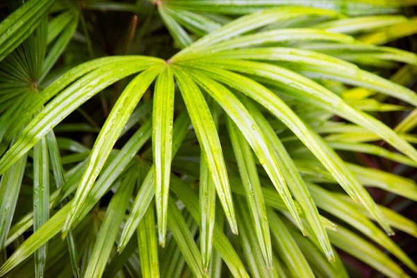 Background of tropical palm leaves, palm tree view.