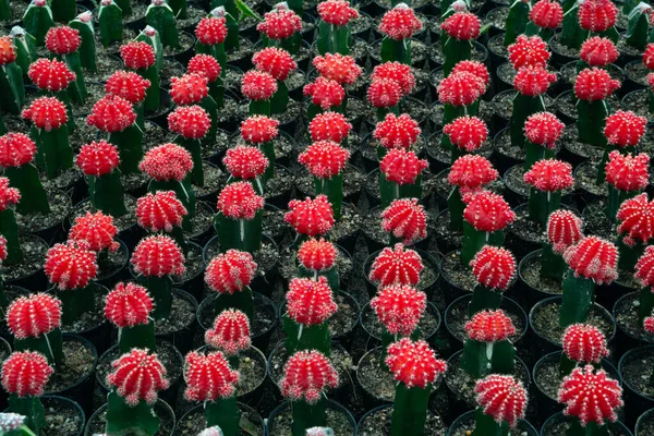 Kaktus Sukulenty Różnego Rodzaju Sadzonkach Soczystych — Zdjęcie stockowe