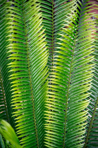 Date palm tree leaves close up. beautiful nature background.