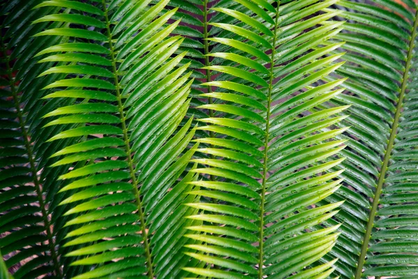 Пальмовые Листья Закрываются Красивый Природный Фон — стоковое фото