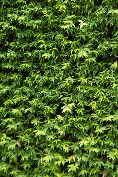 Groene Blad Textuur Achtergrond Behang Blad Oppervlakte Natuurlijke Groene Planten — Stockfoto