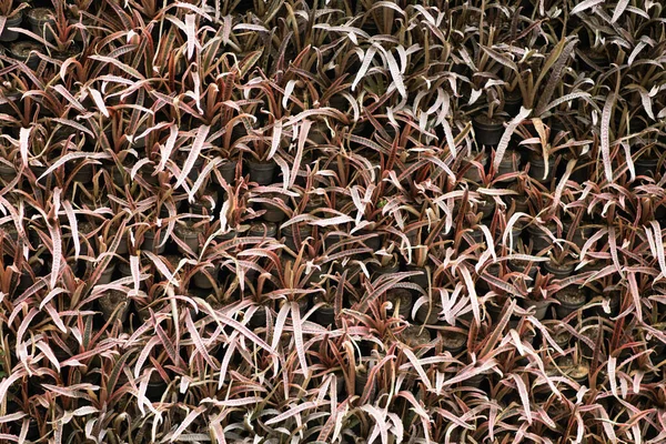 Magenta Blad Textuur Achtergrond Behang Blad Oppervlakte Natuurlijke Magenta Planten — Stockfoto