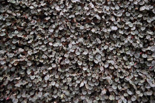 Magenta List Textury Pozadí Tapety List Povrch Přírodní Fialové Rostliny — Stock fotografie