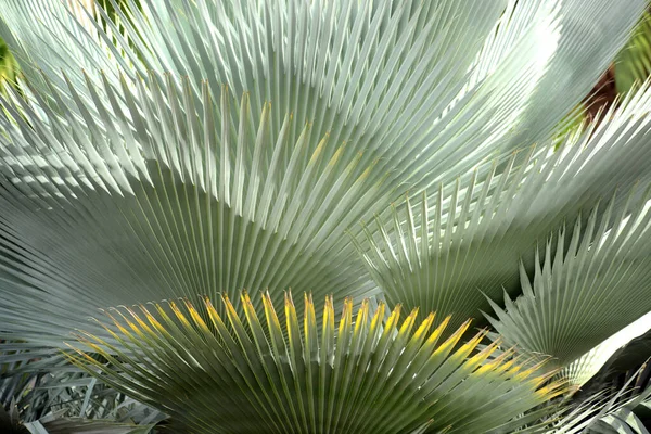 Palmbladeren Natuurlijke Tropische Bladtextuur Groene Achtergrond Ommuurde Structuren Bedekt Met — Stockfoto