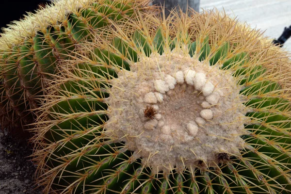 Doorn Cactus Plantage Met Veel Cactus Achtergrond — Stockfoto
