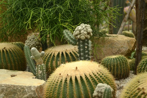 Thorn Cactus Plantation Many Cactus Background — Stock Photo, Image