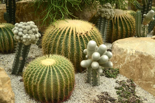 Thorn Cactus Plantation Many Cactus Background — Stock Photo, Image