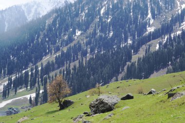 Güzel dalları olan ağaçlar Kaşmir 'in Sonamarg' ının çayırlarını ve tepelerini süslüyor. Çam ormanları, çayırlar ve el değmemiş beyaz buzullarla dolu doğal güzelliklerin ülkesi. Hindistan 'da Jammu ve Kashmir' de yer alıyor..