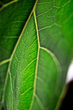 Yeşil sayfa makro kipteki bir el feneriyle aydınlatıldı