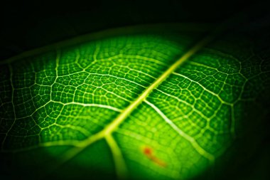 Yeşil sayfa makro kipteki bir el feneriyle aydınlatıldı