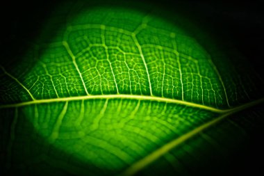 Yeşil sayfa makro kipteki bir el feneriyle aydınlatıldı