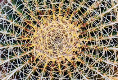 Altın fıçı kaktüsünün ya da Echinocactus grusonii 'nin yakın çekimi