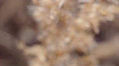 Orman yolunun yakınında tüy otu