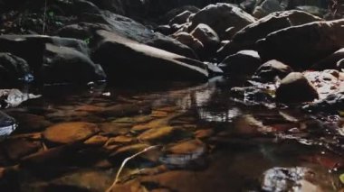 Hindistan 'ın kuzeyindeki ormanlar